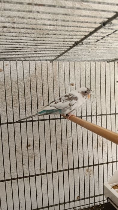 Blackfaces e doubleblacks