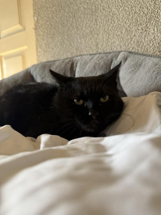 Czarna kotka szuka domu