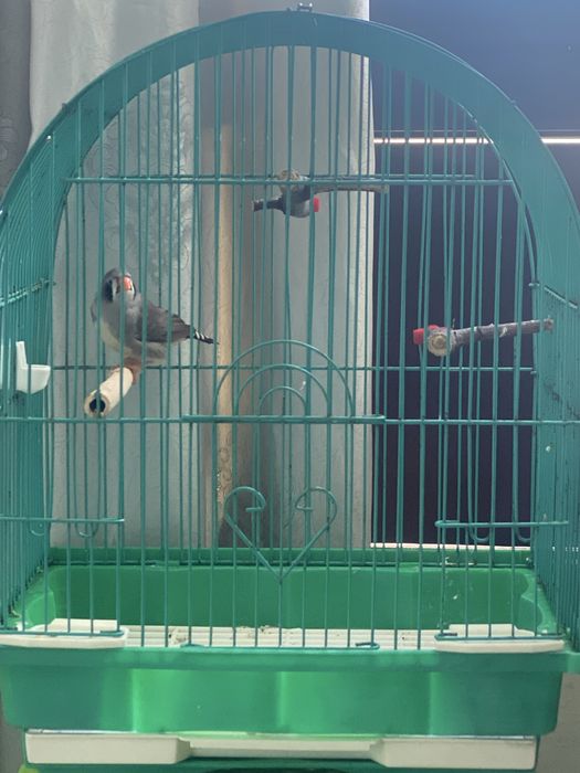 Diamante mandarim femea