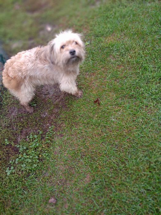 Oddam sunie za darmo