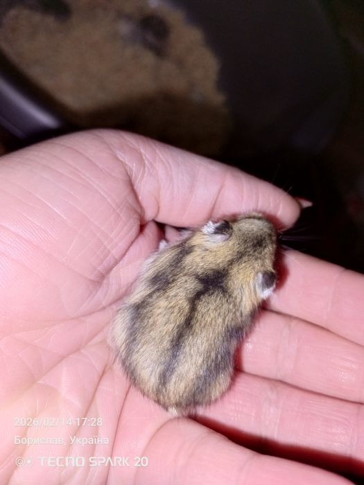 Продам хом'яків джунгариків