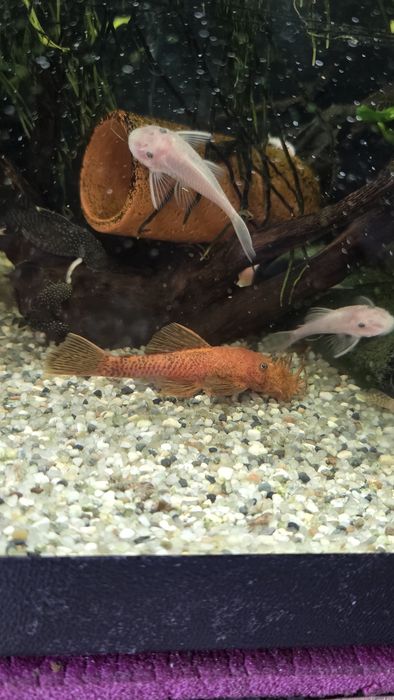 Ancistrus super red