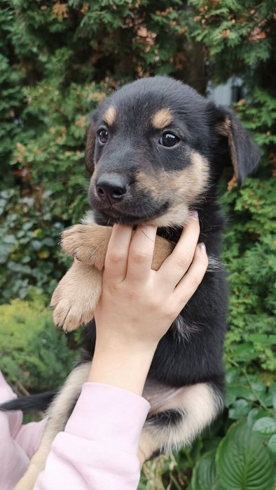 Відаємо цуциків 2 місяці