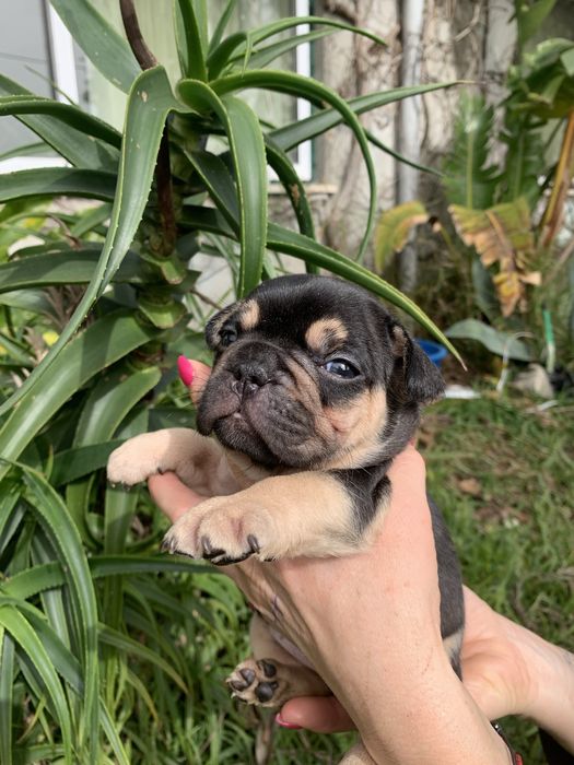 Bulldog black tan