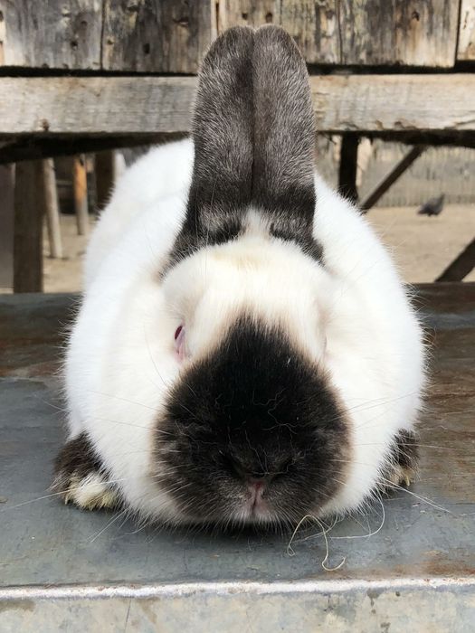 Продаю кролі.Термони. Та самка Каліфорнія