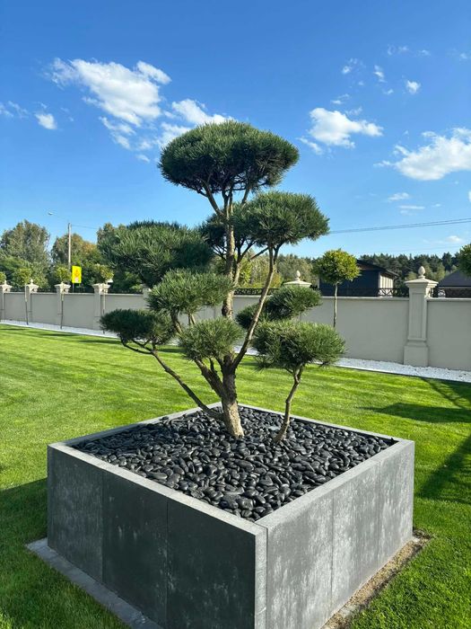 Usługi ogrodnicze - zakładanie ogrodów, pielęgnacja, przycinanie tuj