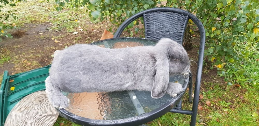 Sprzedam królika barana francuskiego