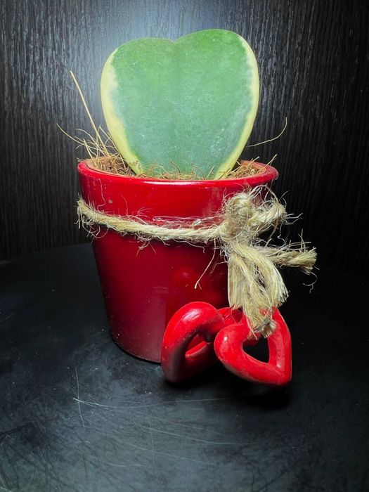 Хойя Керра  ( Хойя сердце)