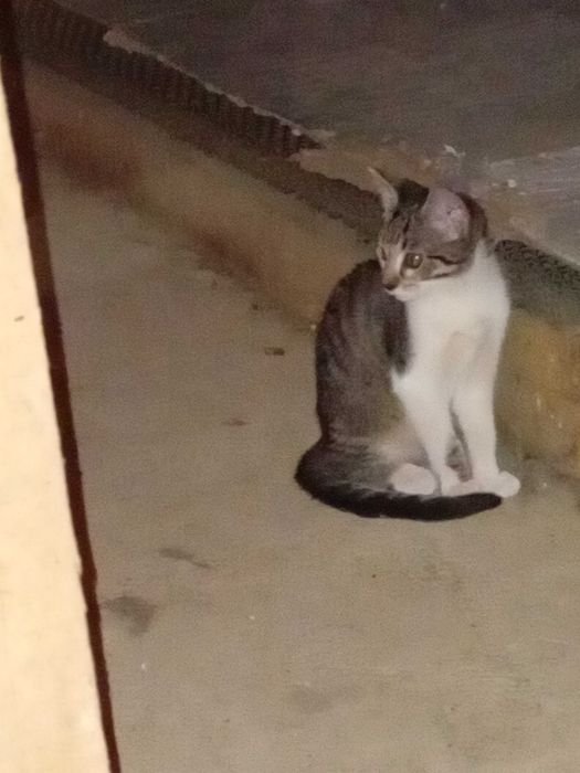 Disp. Dá-se 1 gata bebé de 3 meses familia ou F. Acolhimento