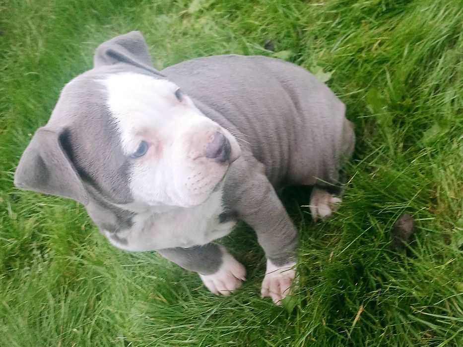 amstaff suczka polecam