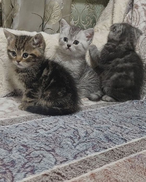 Шотландские котята