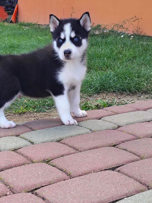 Szczeniak Syberian Husky