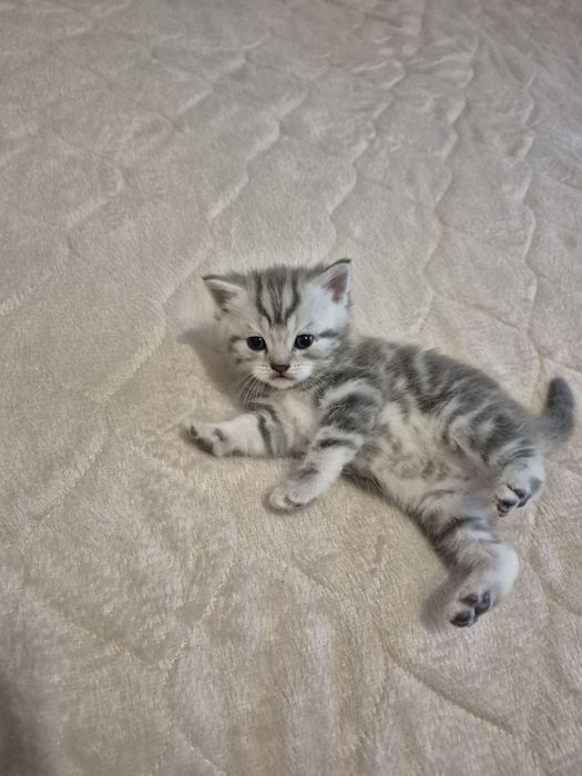 Шотландський котик