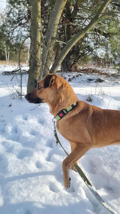 Molly poleca się do adopcji.