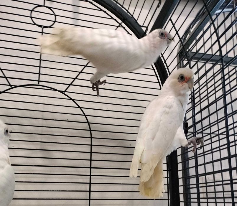 cacatua sanguinea macho 2023