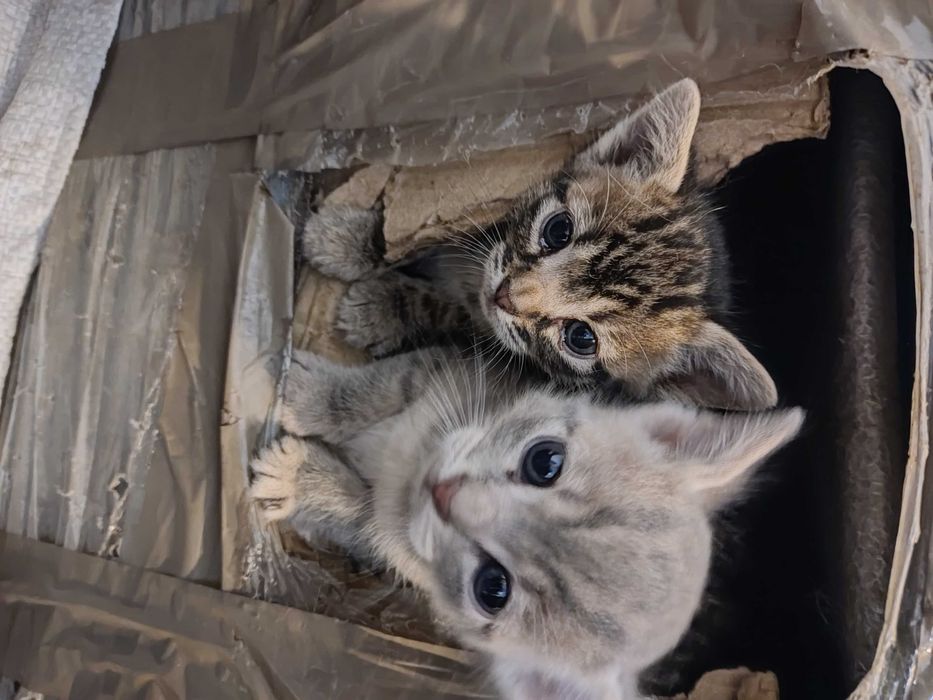 Котята   ж м Фрунзенский