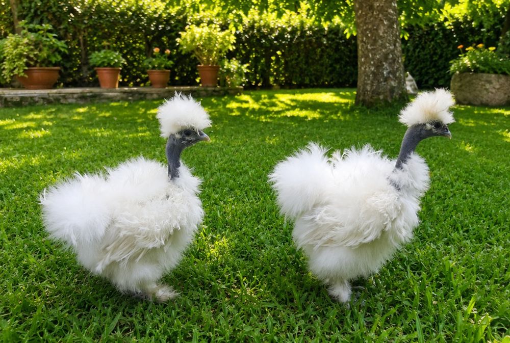 Casal de Sedosas Showgirl Frisadas 2026