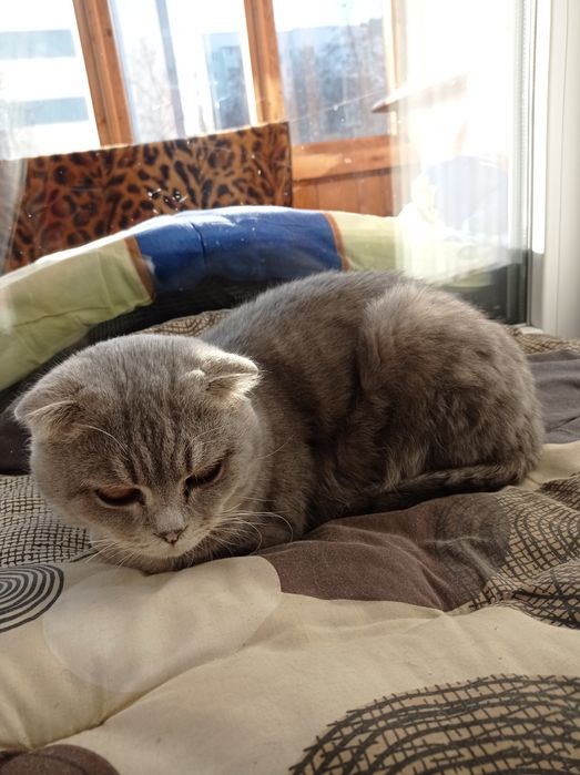 Віддам в добрі руки висловуху кицю