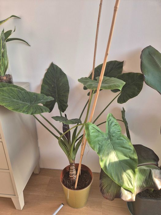 Kwiat Alokazja (Ventii)