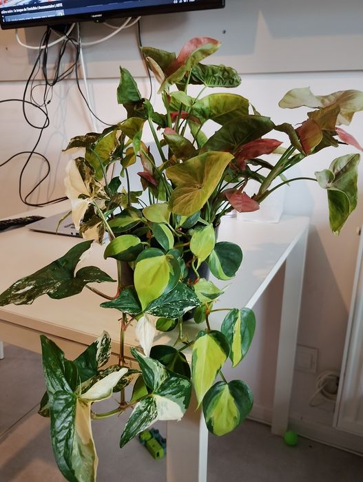 Syngonium neon robusta, emerald gem oraz philodendron Brazil