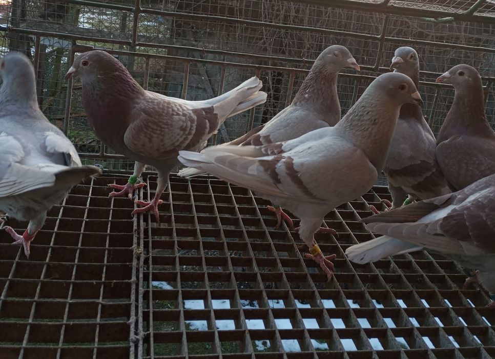 Sprzedam gołębie pocztowe