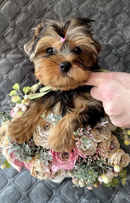 Йорки гарні гени