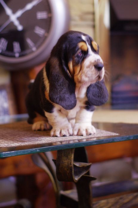 LONG CASTLE HOUND питомник предлагает щенка девочку