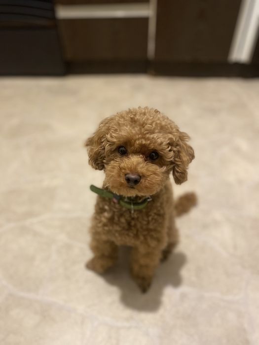 Тойпудель вязка