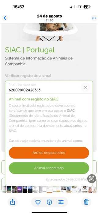 Fêmea scottish fold