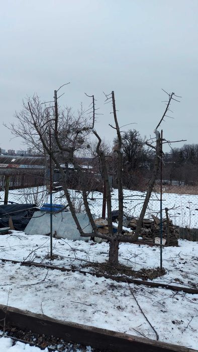 Ваш садівник. Обрізка дерев.