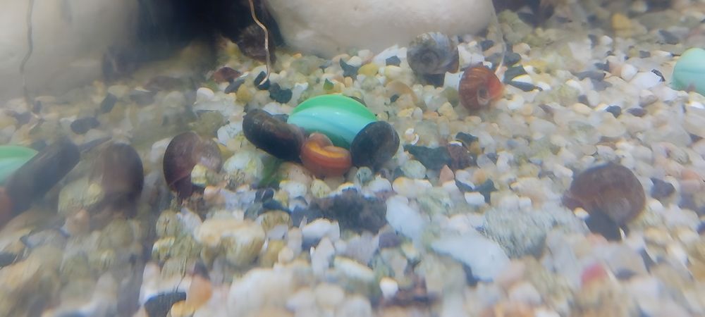 Caracóis Limpa-vidros - Planorbis - Ramshorn