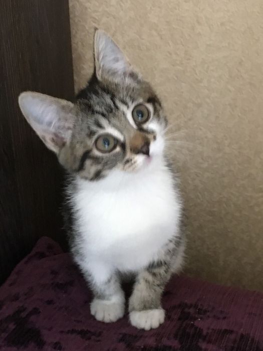 Віддам в добрі руки кошеня