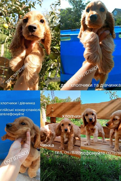 Вірний друг англійські кокер-спанієлі, Нобівак щеплення