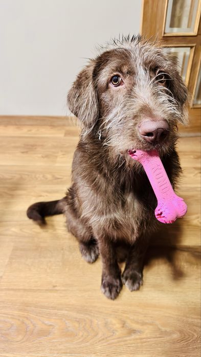 Dou cadela de 8 meses a familia responsavel