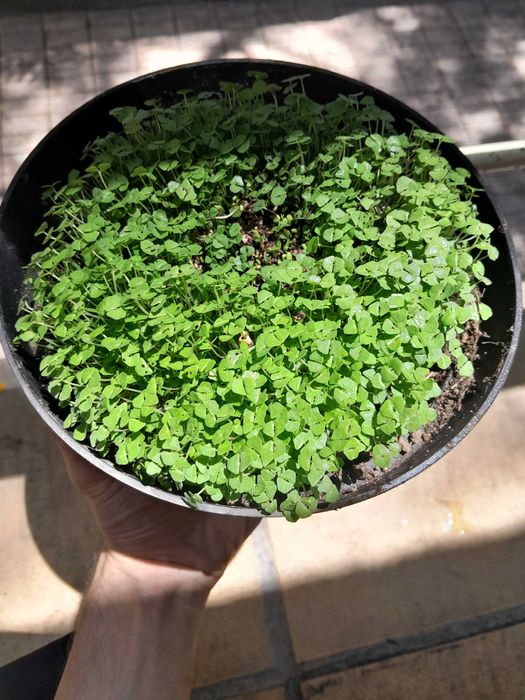 Planta de chia acabada de plantar.