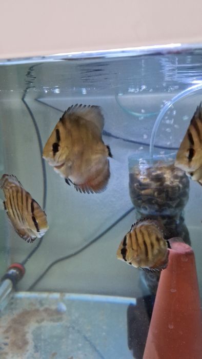 Discus juvenis red cover X turquesa