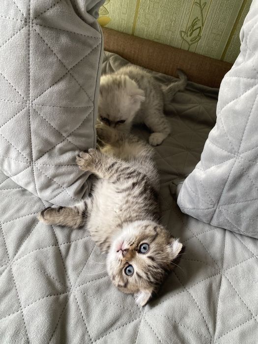 Котята шотландские вислоухие