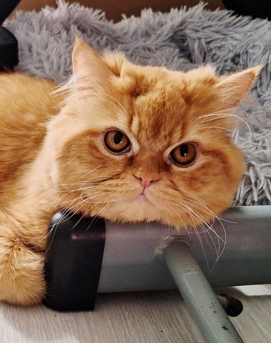 Benji Gatinho Persa Red Tabby  para Acasalar