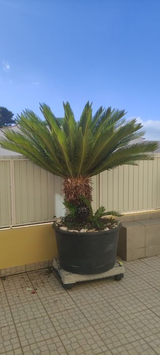 Palmeira cyca tamanho grande