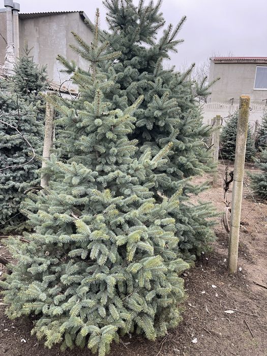 Продам ель голубую 2м-3,5 м
