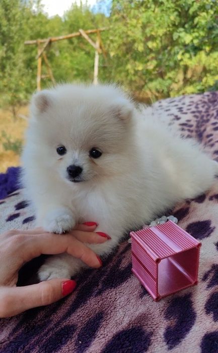 Помернского шпица щенки