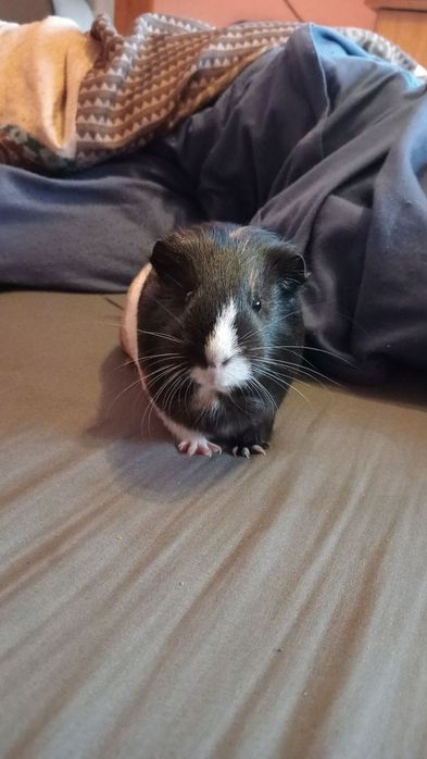 Sprzedam Świnkę Morską