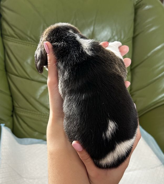 szczeniak beagle