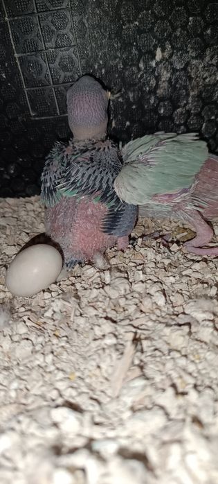 Aves selvagens novas e adultas .