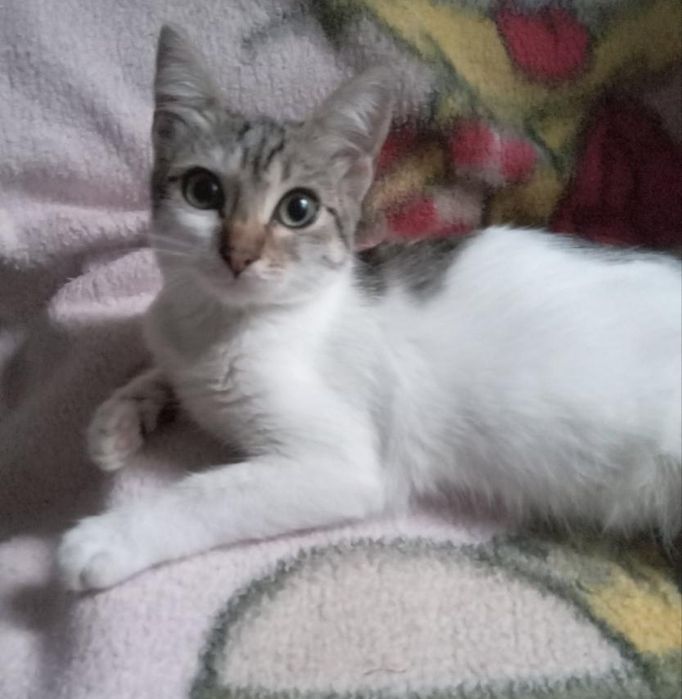 Нежный котенок Ася бесплатно