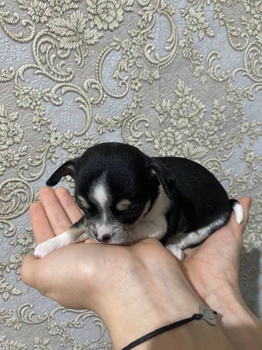 Чихуахуа цуценята