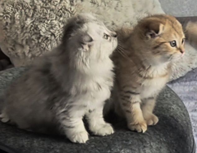 Котёнок, кошечка, шотландцы, вислоухие и прямоухая