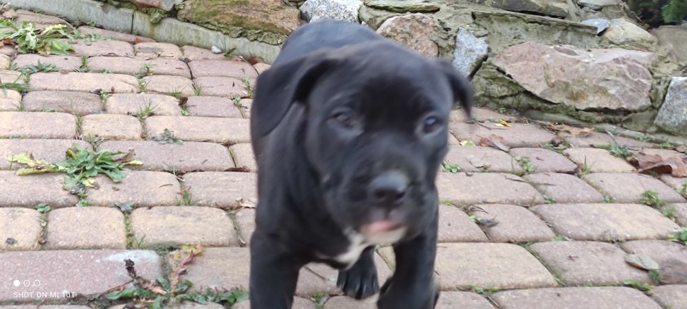 Amstaff szczenię z metryką