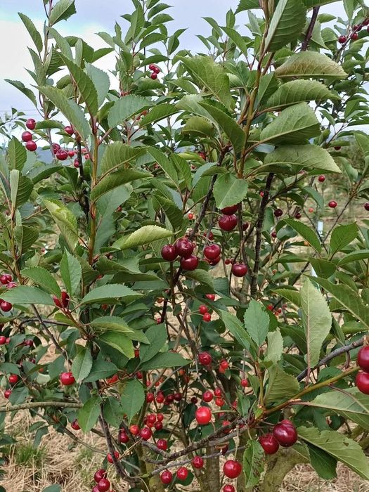 Ginja fresca, região de Óbidos