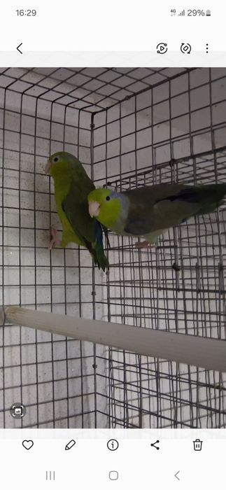 Várias aves para ceder